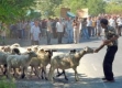 Фермерите на денонощен протест с каба гайди в София