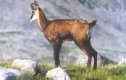 Джевдет Чакъров прати диви кози на секс-туризъм край Копитото