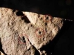 Учени откриха най-древните следи