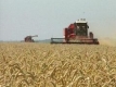 Намалява добивът на пшеница първо и второ качество