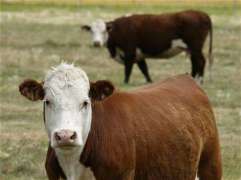 България иска от ЕК разширяване на субсидиите за животновъди