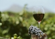 Лозаро-винарите с достъп до 112 млн. евро за нови сортове и реклама