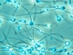 Британски учени създадоха лабораторни сперматозоиди