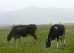 Свободните млечни квоти може да се дадат на покрили евростандартите ферми