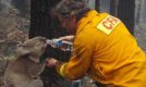 Австралия скърби за коалата Сам – символ на надеждата след опустошителните пожари 
