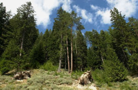 Държавата се задейства за надвърнатите царски гори