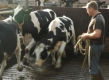 Субсидиите за отглеждан добитък тръгват от декември