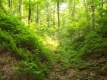 “Арома“ заделя част от приходите си за осиновяване на гори
