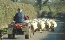 Фермерите получават 302 млн. лв. към евросубсидиите за 2009 г