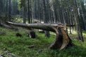 Петицията за опазване на горите подписана от 55 хил. българи 