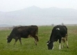 Производителите на краве мляко ще получат 3.6 млн. лв.