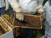 Пчелари с договори за 1.2 млн. лв. подпомагане