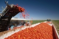 Държавни евтини кредити за производство на домати и пипер