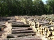 Политически чадър гарантира печалбите на дървената мафия