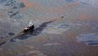 Частичен успех в овладяването на петролния теч в Мексиканския залив