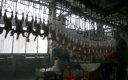Намалява се евросубсидията за износа на птиче месо извън ЕС