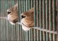 ГЕРБ подарява на лидера си ремонт на лъвската клетка в зоопарка