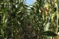 По-високи глоби за незаконно производство и продажба на храни с ГМО