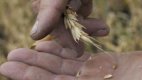 Пшеницата е достатъчно за баланса, може да се извърши добър износ