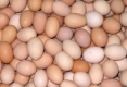 ВАС потвърди картел на пазарите на яйца и пилешко