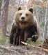 Еколози са против агроминистърът да решава за отстрела на мечки