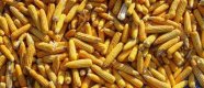Украйна въведе квоти за износ на зърно