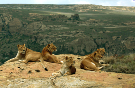 Конфискувани лъвчета заминават за Южна Африка