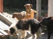 Столичната община осъдена на 5000 лева обезщетение за бездомните кучета
