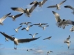 МОСВ набира европроекти за опазване на диви птици 