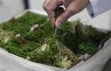 Кълнове от Долна Саксония са виновни за опасната бактерия
