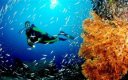 Животът в океаните е в смъртна опасност
