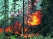 Датчици ще пазят горите от пожари и бракониери