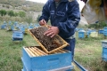 Мирослав Найденов започва акция "Пчела"