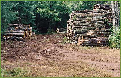 Засилени са проверките за незаконен добив на дървесина