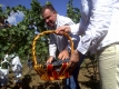 Чужди фирми търсят българско грозде за вино
