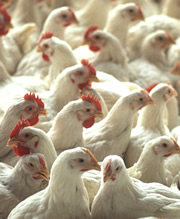 Пилешкото поскъпва заради преустройството на фермите