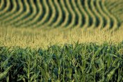 България произвежда все повече царевица за зърно