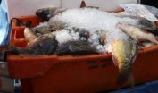 По Никулден са конфискувани 651 кг риба с неясен произход