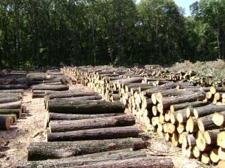 Законът за горите изкарва на протест и фирми за дърводобив