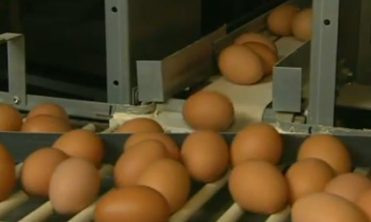Забранена е продажбата на яйца от кокошки в клетки