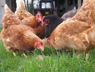 Найденов: Всички кокошки у нас ще са щастливи след април
