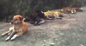 Мобилна клиника ще кастрира бездомните кучета в София