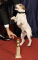 Кучето Уги от "Артистът" получи награда "Златен нашийник"