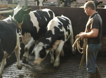 Облекчават се условията за национални доплащания на животновъдите