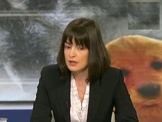 Зам.-кметът Мария Бояджийска подаде оставка заради бездомните кучета