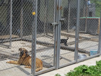Облекчава се строежът на кучешки приюти, Фандъкова иска критерии за агресивност