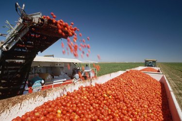 Фермерите ще получават помощи за борба с доматения молец
