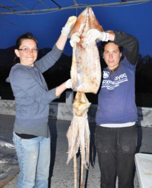 Деветкилограмов калмар открит в Егейско море
