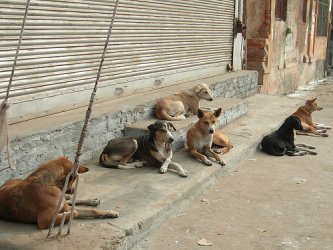 Близо 400 нахапани от кучета в столицата са потърсили за година лекарска помощ