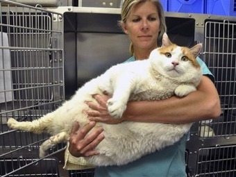 Почина най-дебелата американска котка